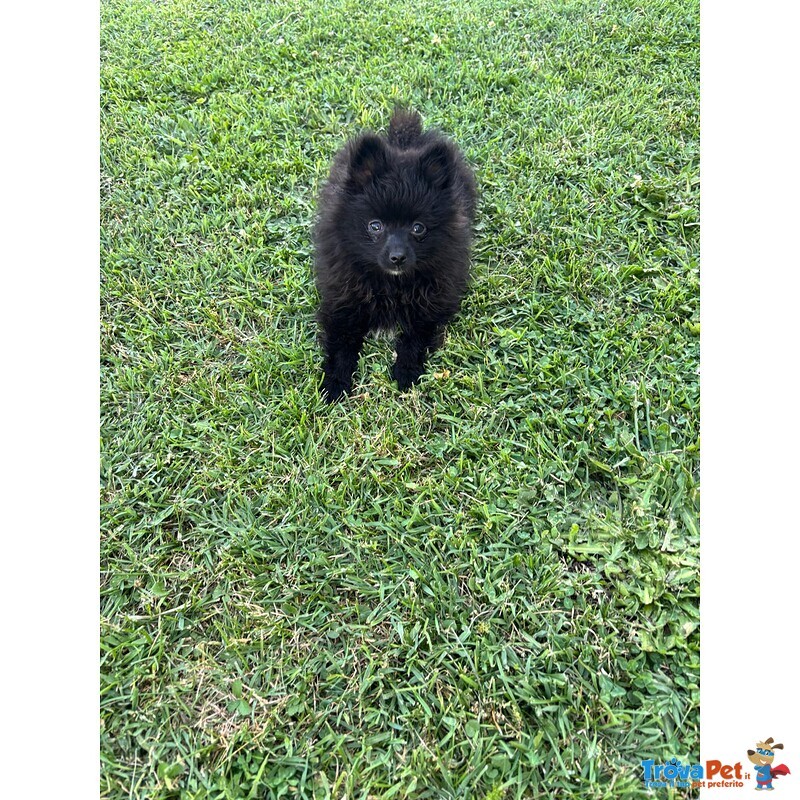 Splendidi Spitz di Pomerania - Foto n. 2