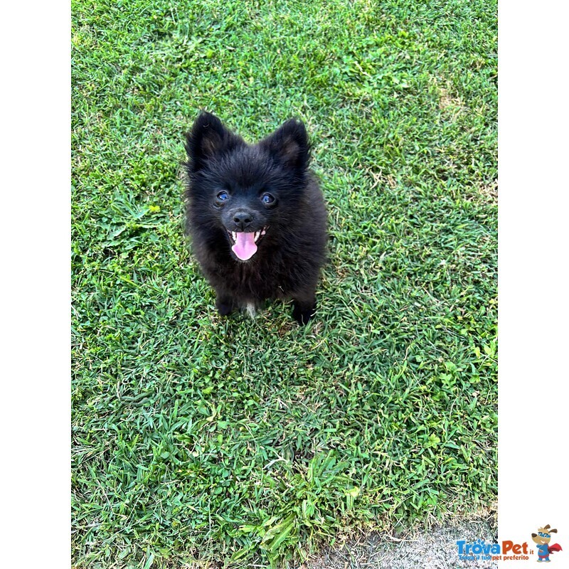 Splendidi Spitz di Pomerania - Foto n. 3