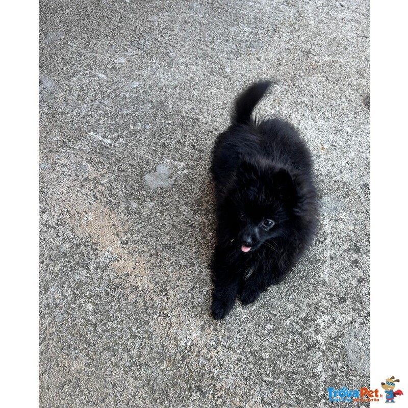 Splendidi Spitz di Pomerania - Foto n. 4