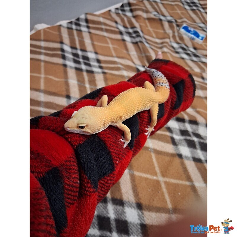 Geco Leopardino Super hypo Carrot Tail - Foto n. 1