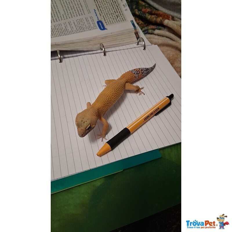 Geco Leopardino Super hypo Carrot Tail - Foto n. 2