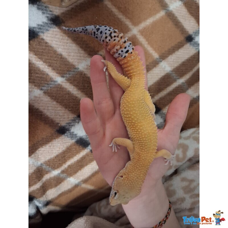 Geco Leopardino Super hypo Carrot Tail - Foto n. 3