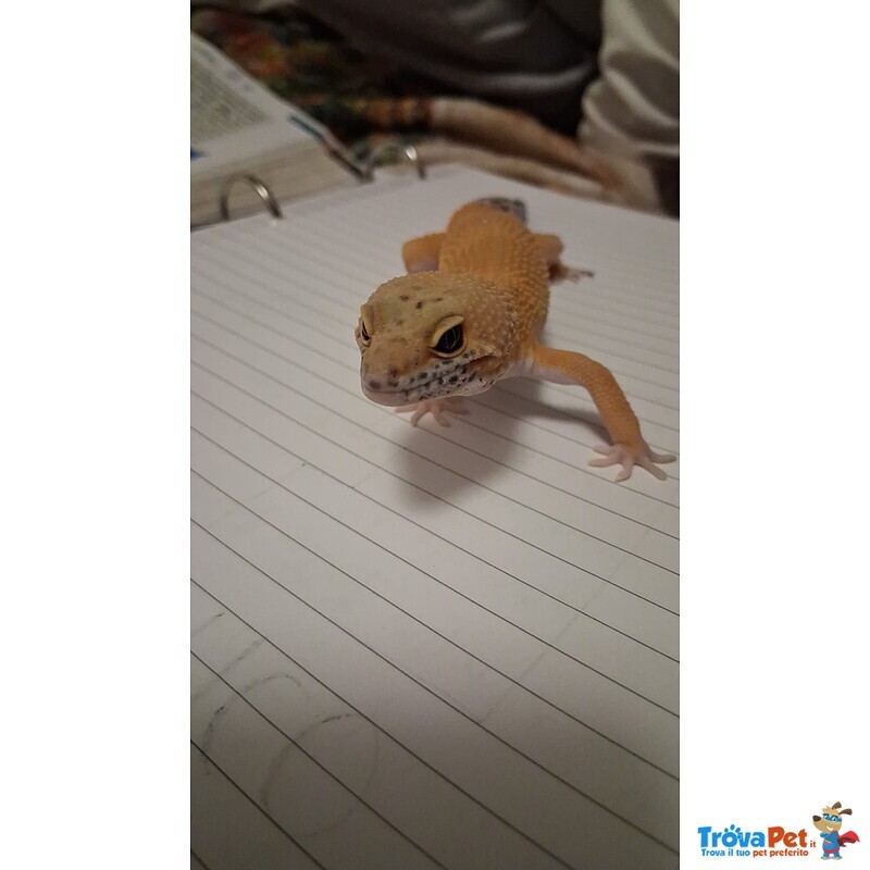 Geco Leopardino Super hypo Carrot Tail - Foto n. 4