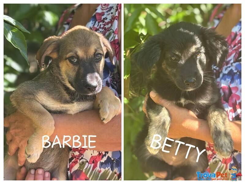 Barbie e Betty Dolci Cucciole 3 mesi Cercano Adozione - Foto n. 1