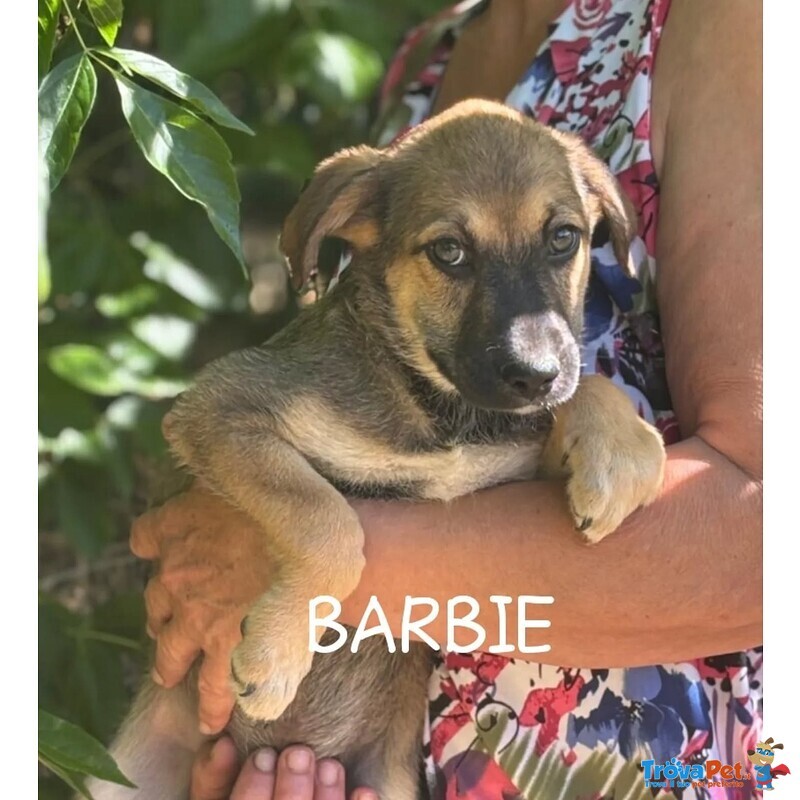 Barbie e Betty Dolci Cucciole 3 mesi Cercano Adozione - Foto n. 2