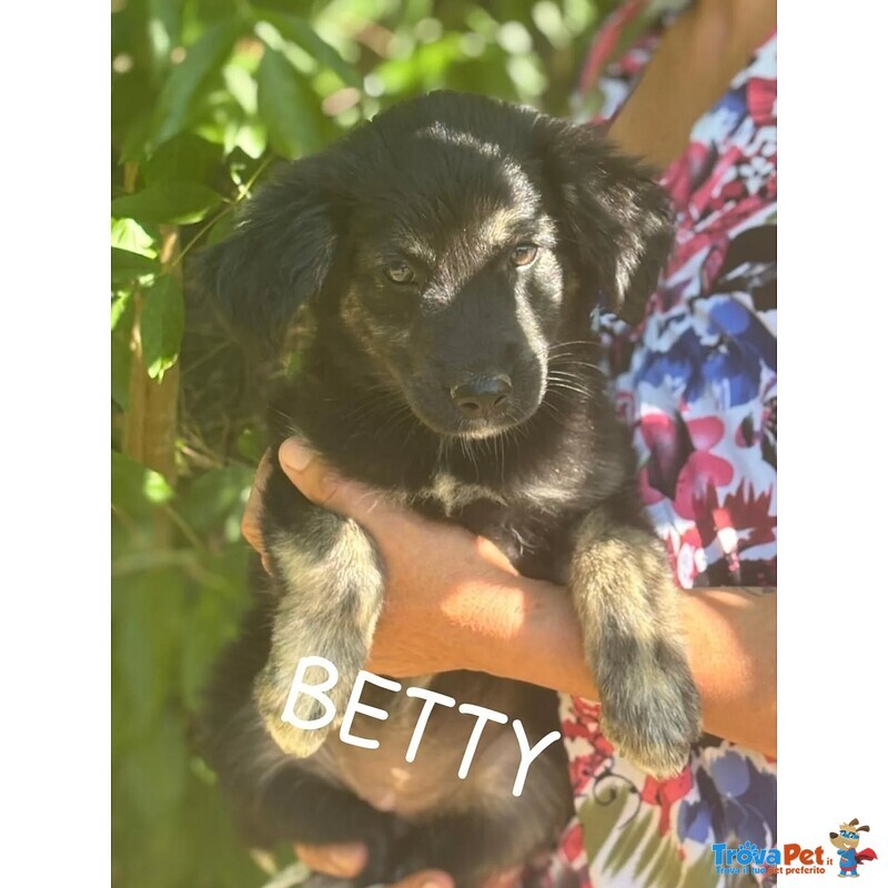 Barbie e Betty Dolci Cucciole 3 mesi Cercano Adozione - Foto n. 3