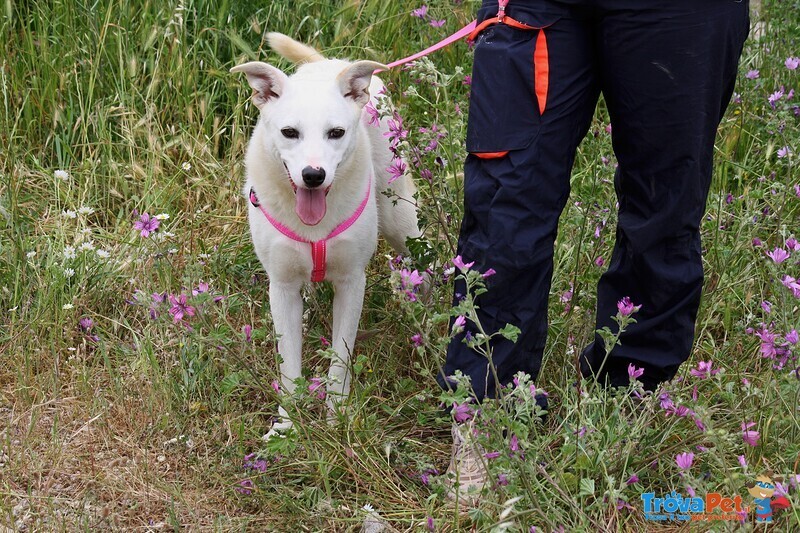 Tracy in Adozione - Foto n. 2