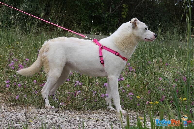 Tracy in Adozione - Foto n. 6
