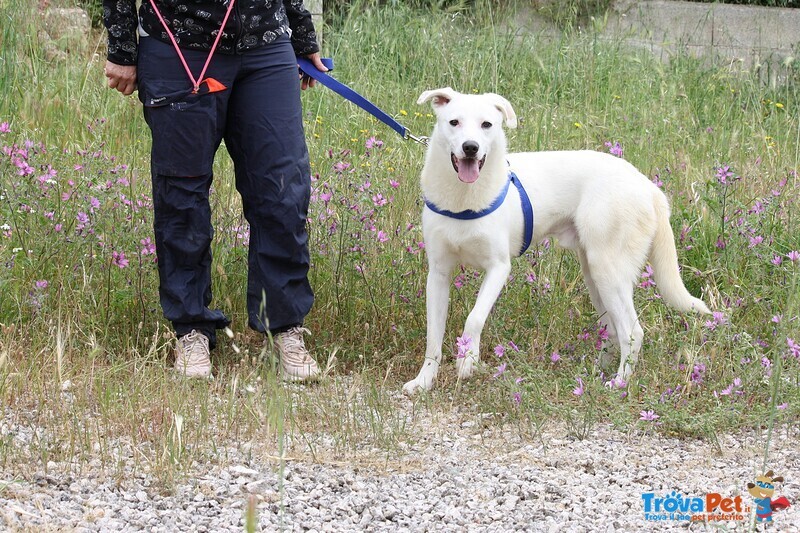 Nino in Adozione - Foto n. 2