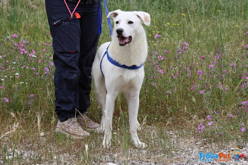 Nino in Adozione - Foto n. 1