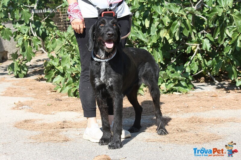 Astrid in Adozione - Foto n. 2