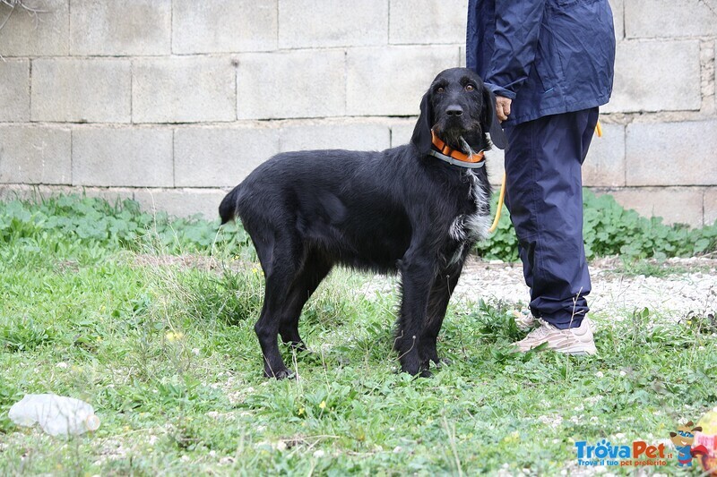 Astrid in Adozione - Foto n. 6