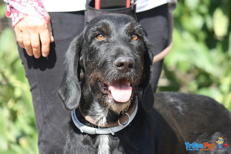 Astrid in Adozione - Foto n. 1