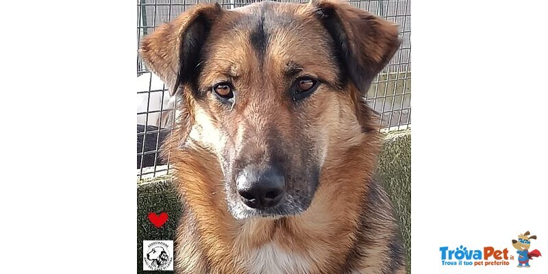 Elektra Bellissima Lupetta 2 anni Cerca Casa - Foto n. 1