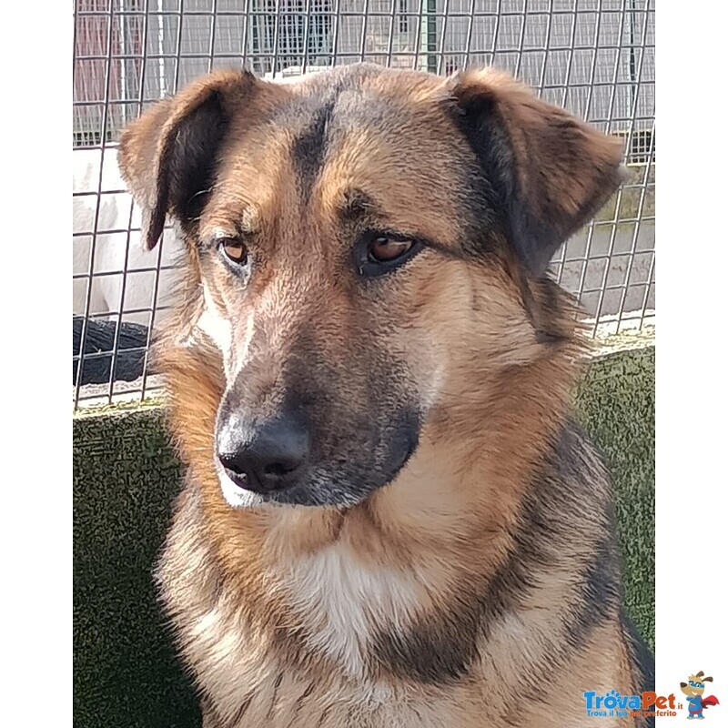 Elektra Bellissima Lupetta 2 anni Cerca Casa - Foto n. 4