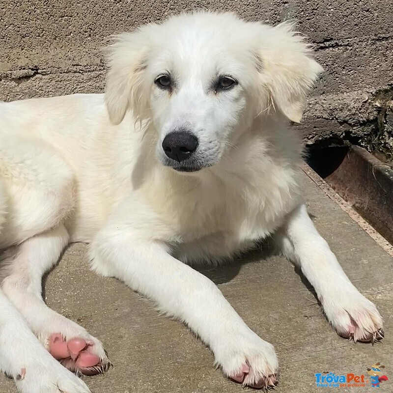 Shiri Dolce Cucciolotta 6 mesi Simil Maremmanina Cerca Adozione - Foto n. 2
