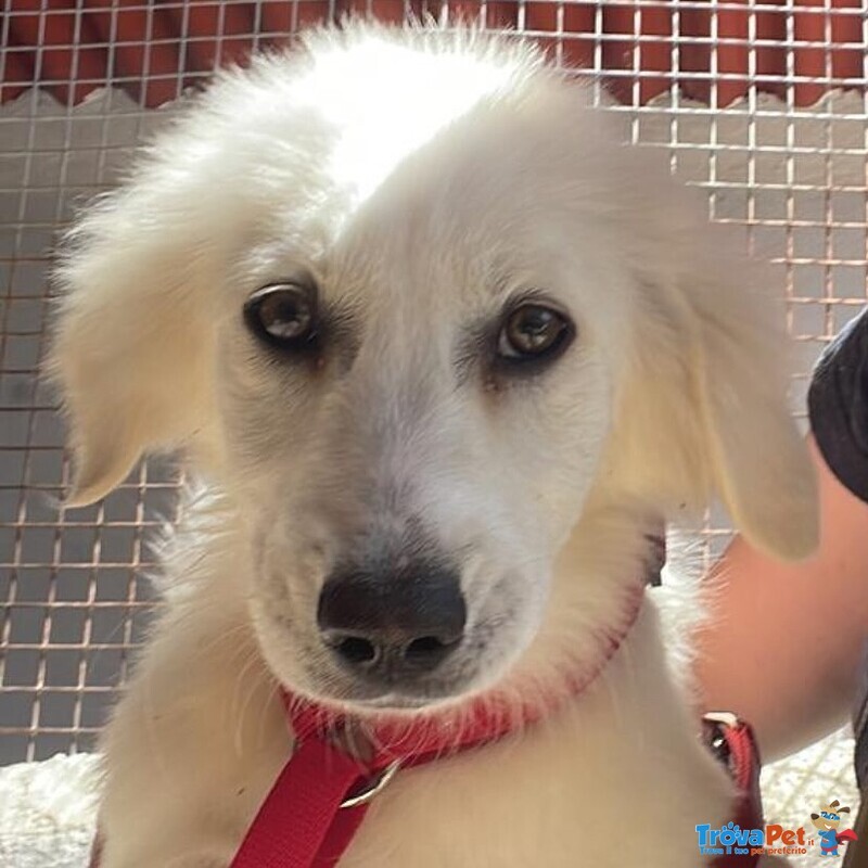 Shiri Dolce Cucciolotta 6 mesi Simil Maremmanina Cerca Adozione - Foto n. 5
