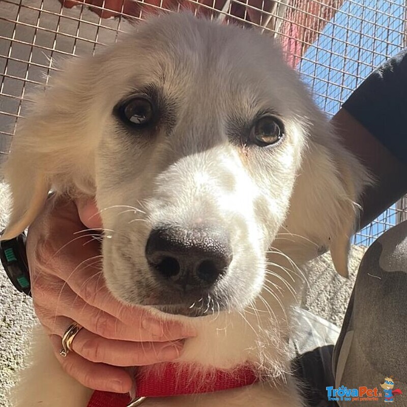 Shiri Dolce Cucciolotta 6 mesi Simil Maremmanina Cerca Adozione - Foto n. 7