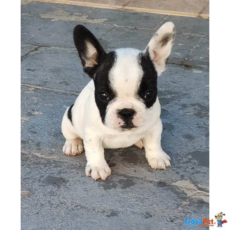 Cuccioli Bulldog Francese - Foto n. 2