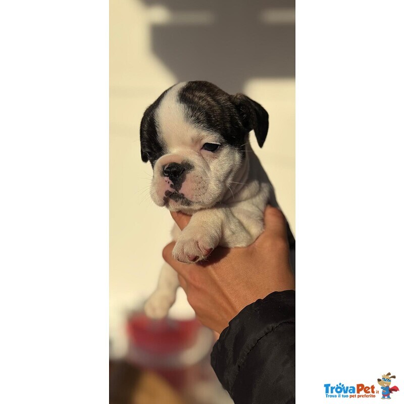Cuccioli Bulldog Francese - Foto n. 3