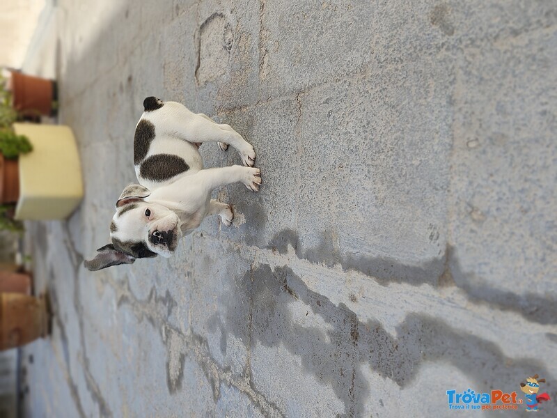 Cuccioli Bulldog Francese - Foto n. 4