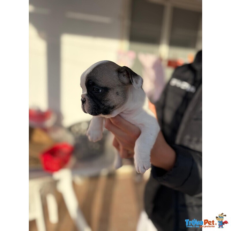 Cuccioli Bulldog Francese - Foto n. 5