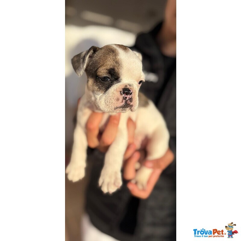 Cuccioli Bulldog Francese - Foto n. 6