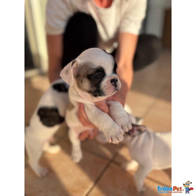 Cuccioli Bulldog Francese - Foto n. 7