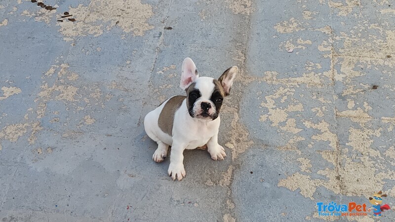 Cuccioli Bulldog Francese - Foto n. 8