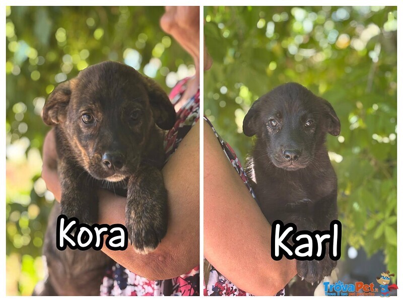 Karl e kora Dolci Cuccioli 3 mesi Cercano casa - mix Corso Labrador - Foto n. 1
