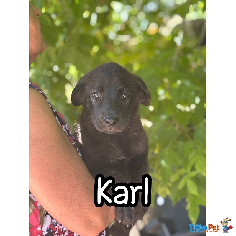 Karl e kora Dolci Cuccioli 3 mesi Cercano casa - mix Corso Labrador - Foto n. 2