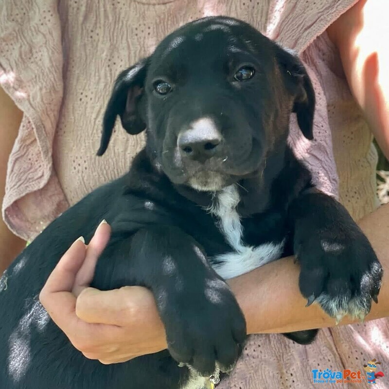 Mirtillo Cucciolotto Timidino Cerca casa - Adozione Canile di Latina - Foto n. 2