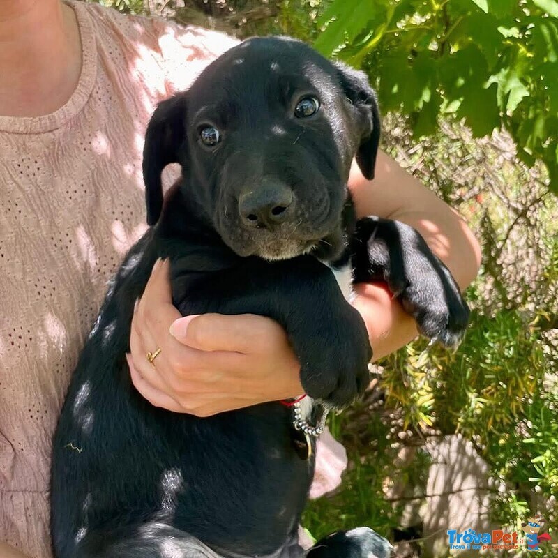 Mirtillo Cucciolotto Timidino Cerca casa - Adozione Canile di Latina - Foto n. 4