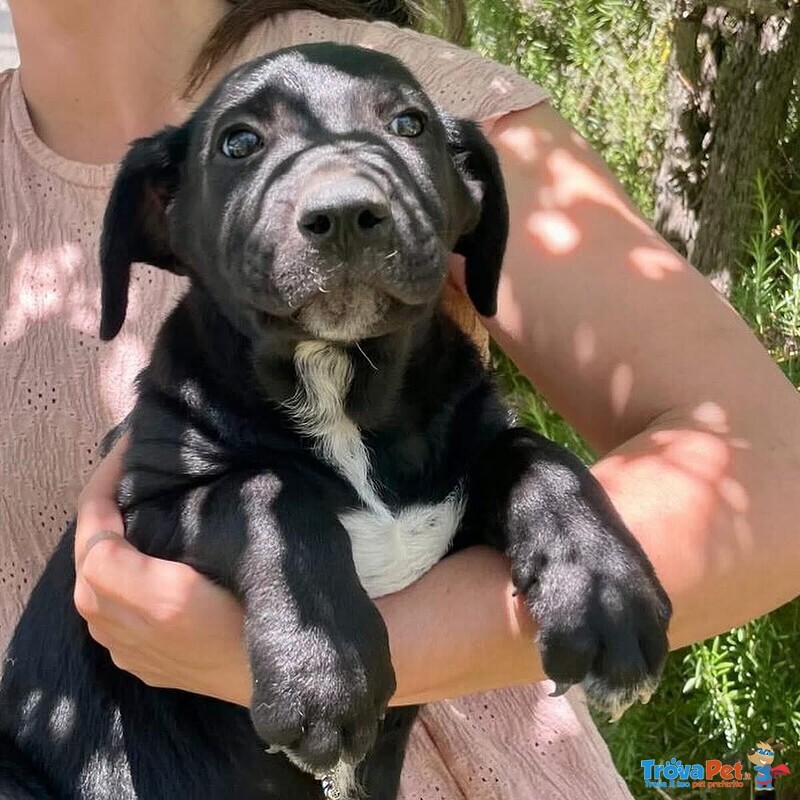 Mirtillo Cucciolotto Timidino Cerca casa - Adozione Canile di Latina - Foto n. 6