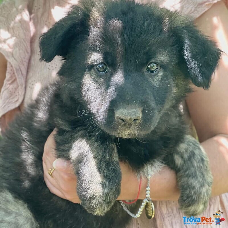 Larissa Dolce Cucciola 2 mesi Cerca casa - Adozione Canile di Latina - Foto n. 2