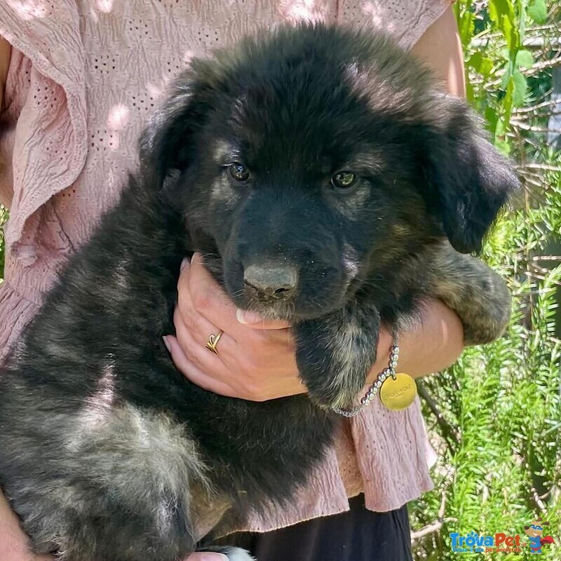 Larissa Dolce Cucciola 2 mesi Cerca casa - Adozione Canile di Latina - Foto n. 3