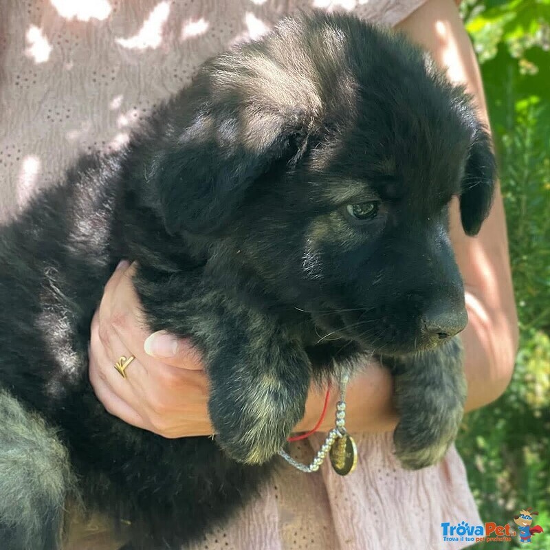 Larissa Dolce Cucciola 2 mesi Cerca casa - Adozione Canile di Latina - Foto n. 4