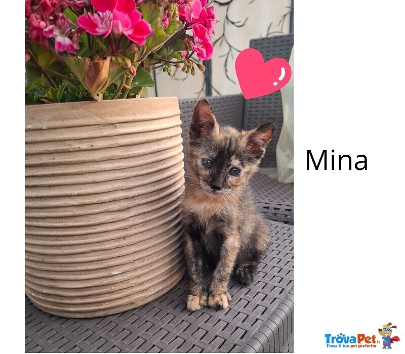 Mina Dolce Micina Cerca casa - Gattina Squamina in Adozione - Foto n. 1
