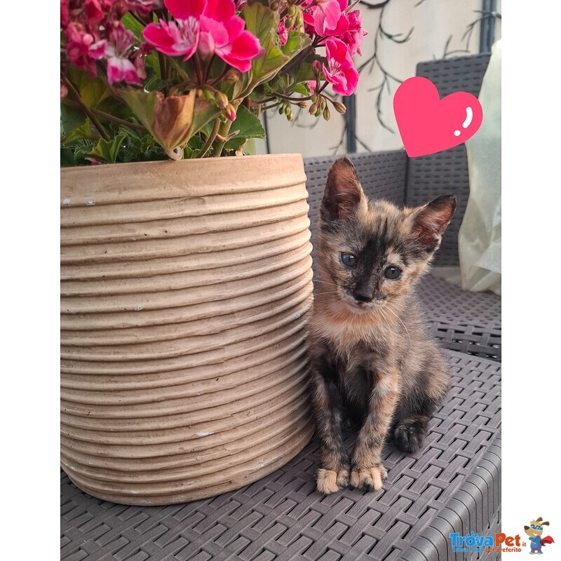 Mina Dolce Micina Cerca casa - Gattina Squamina in Adozione - Foto n. 2