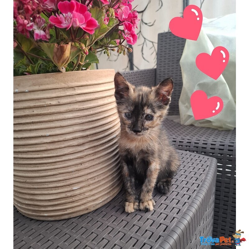 Mina Dolce Micina Cerca casa - Gattina Squamina in Adozione - Foto n. 3