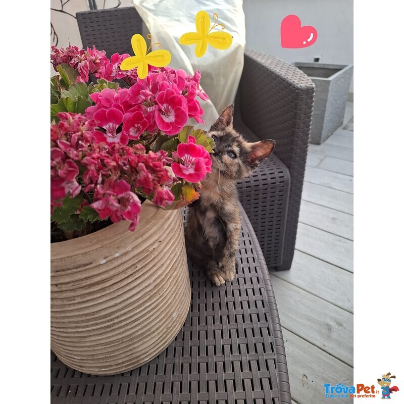 Mina Dolce Micina Cerca casa - Gattina Squamina in Adozione - Foto n. 4
