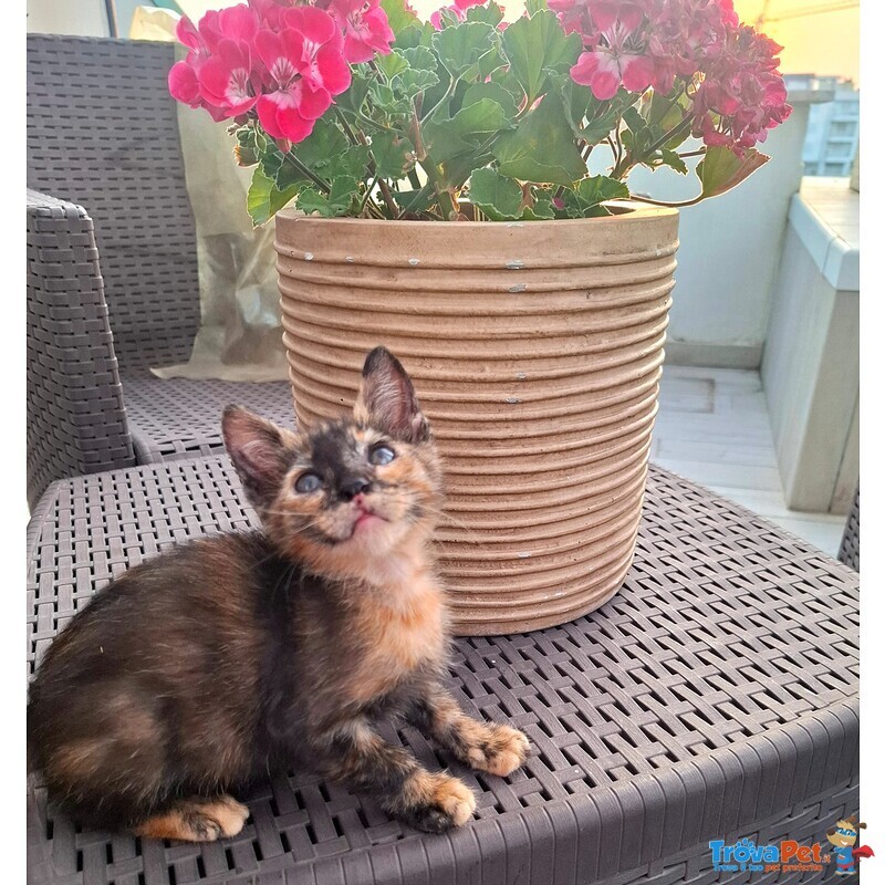 Mina Dolce Micina Cerca casa - Gattina Squamina in Adozione - Foto n. 5
