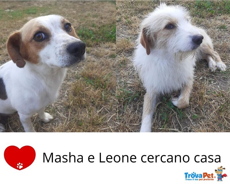 Masha e Leone Cercano casa - Rinuncia di Proprietà - Foto n. 1
