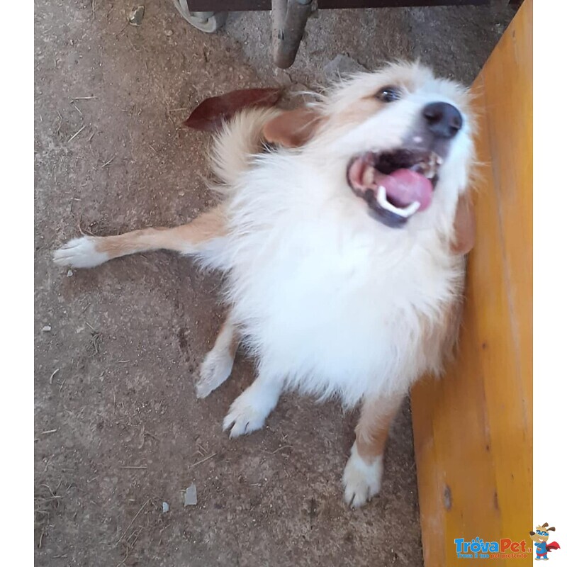 Masha e Leone Cercano casa - Rinuncia di Proprietà - Foto n. 2
