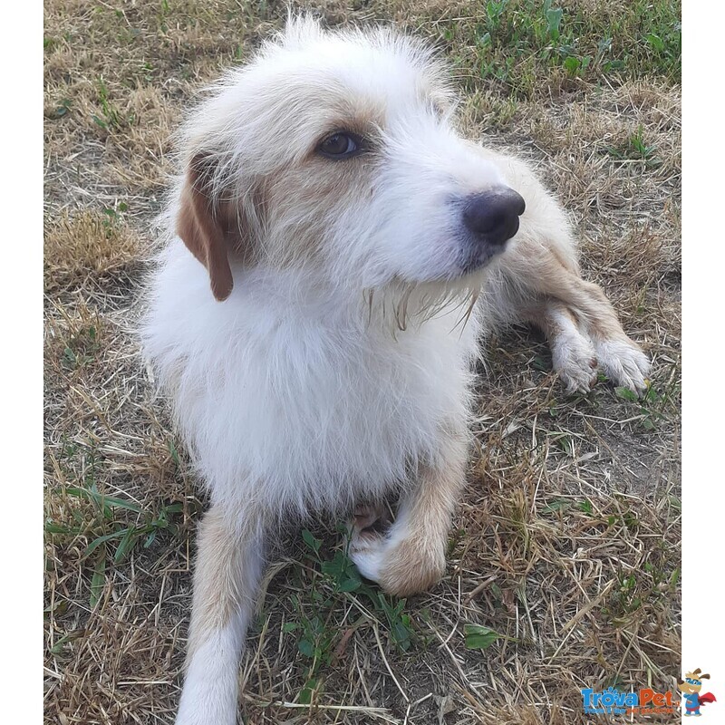 Masha e Leone Cercano casa - Rinuncia di Proprietà - Foto n. 3