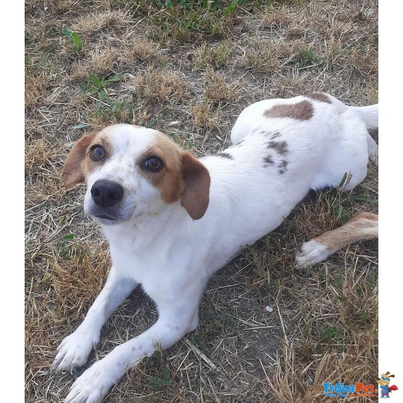 Masha e Leone Cercano casa - Rinuncia di Proprietà - Foto n. 4