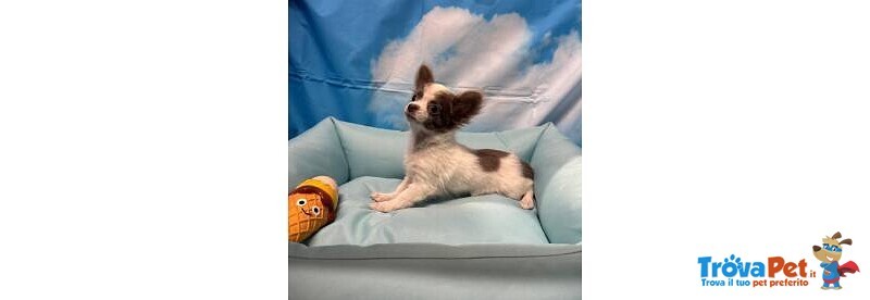 Cucciolo di Chihuahua Bianco e Lilac pelo Lungo Maschio - Foto n. 1
