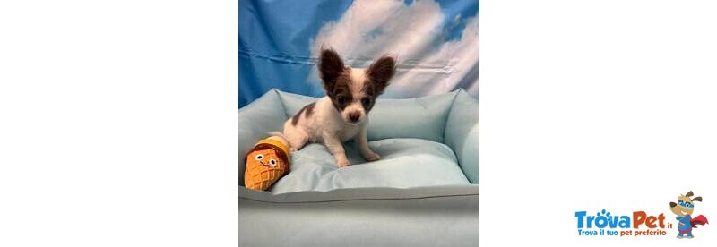Cucciolo di Chihuahua Bianco e Lilac pelo Lungo Maschio - Foto n. 2