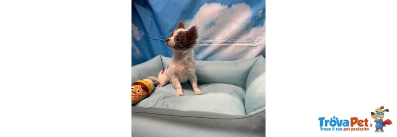Cucciolo di Chihuahua Bianco e Lilac pelo Lungo Maschio - Foto n. 3