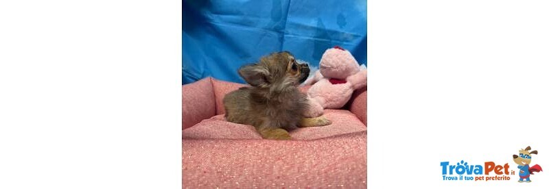 Cucciola di Chihuahua Fulvo pelo Lungo Femmina - Foto n. 1